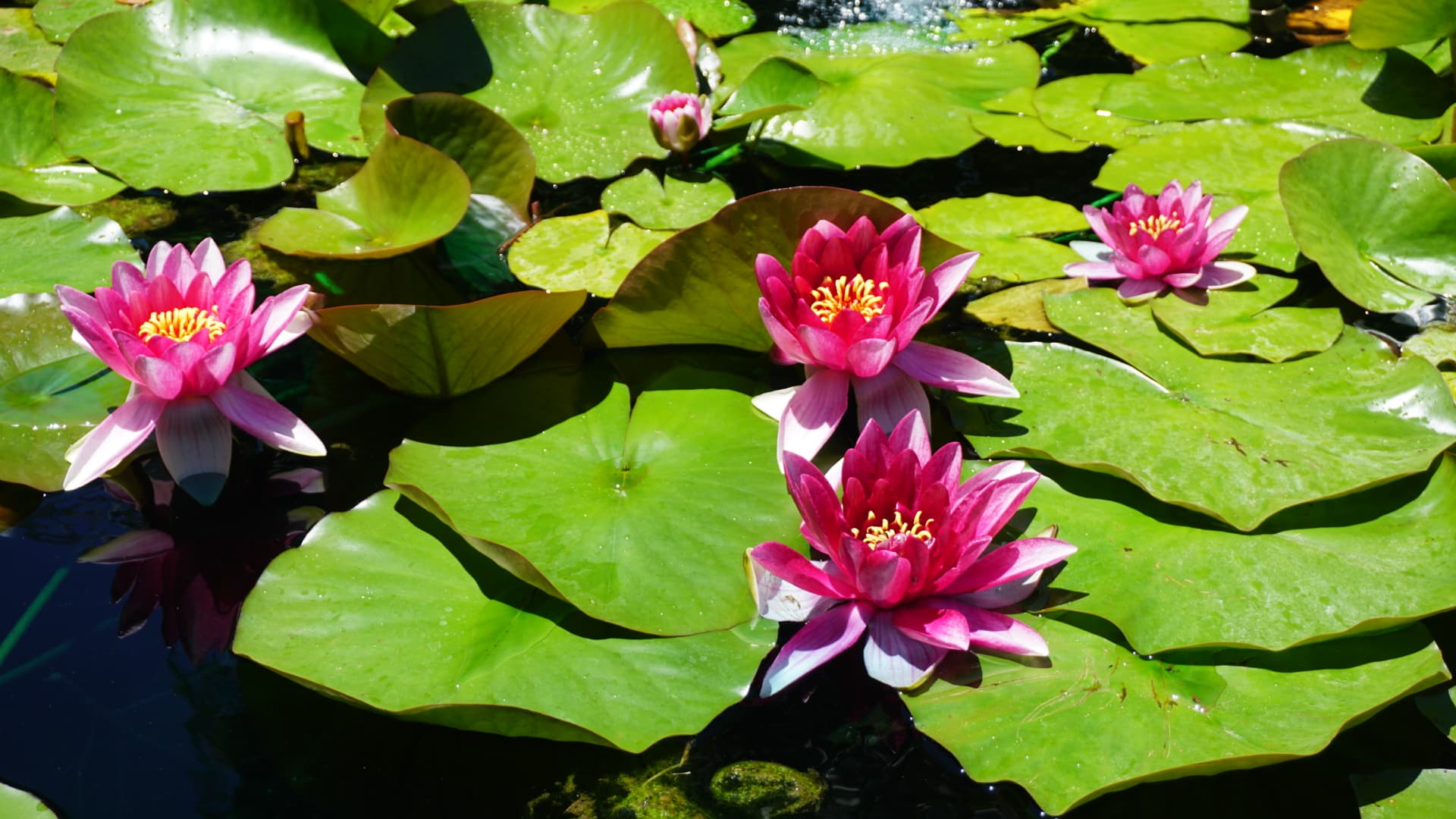 Filoli 睡莲