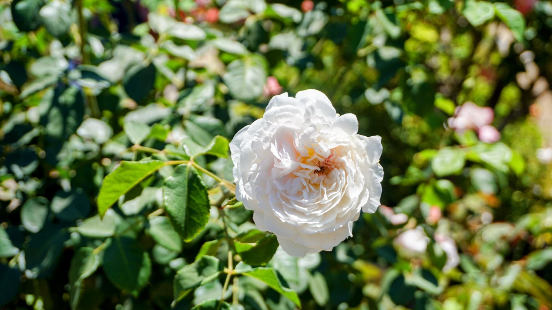 Filoli 白玫瑰
