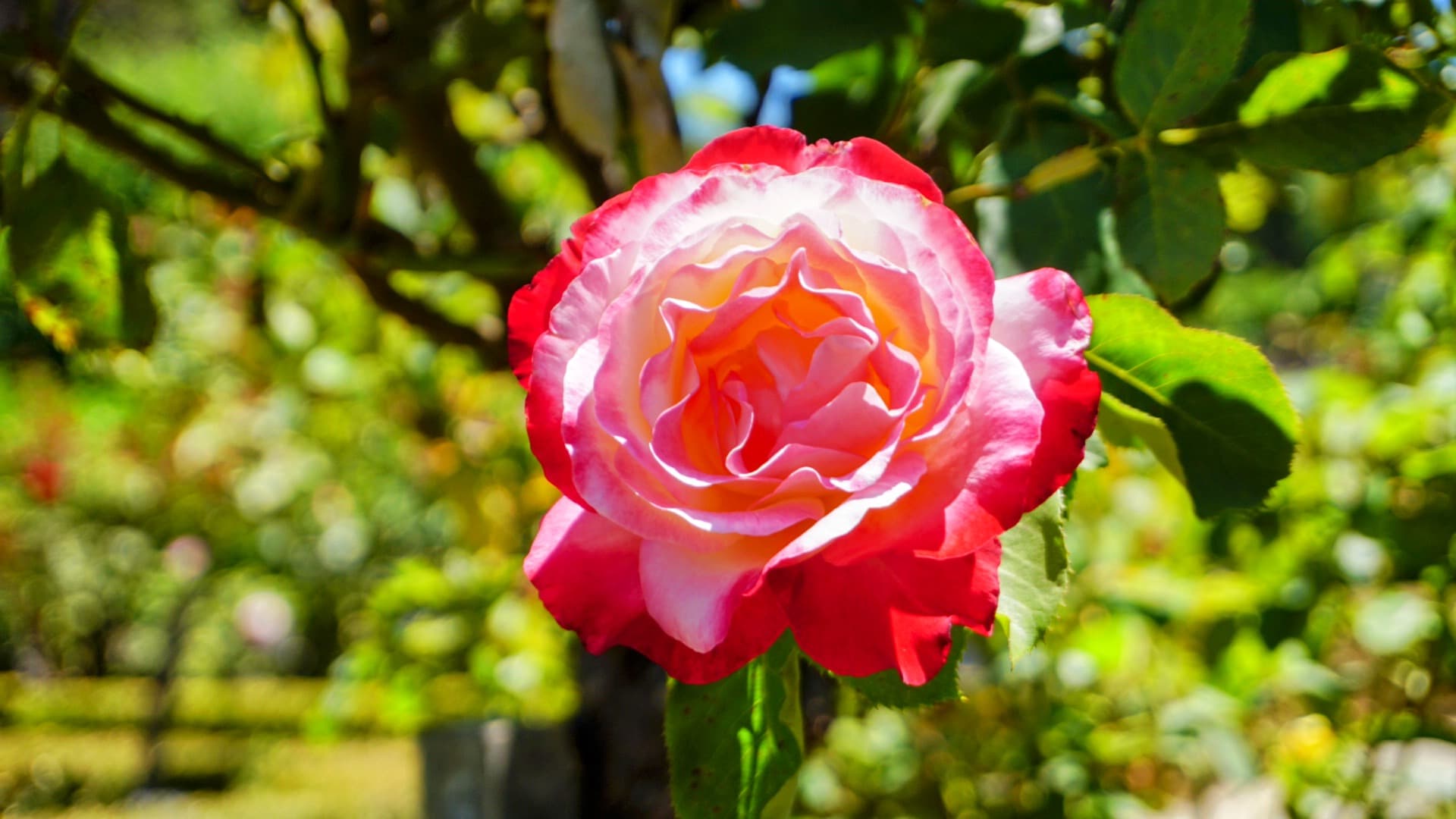 Filoli 粉红玫瑰