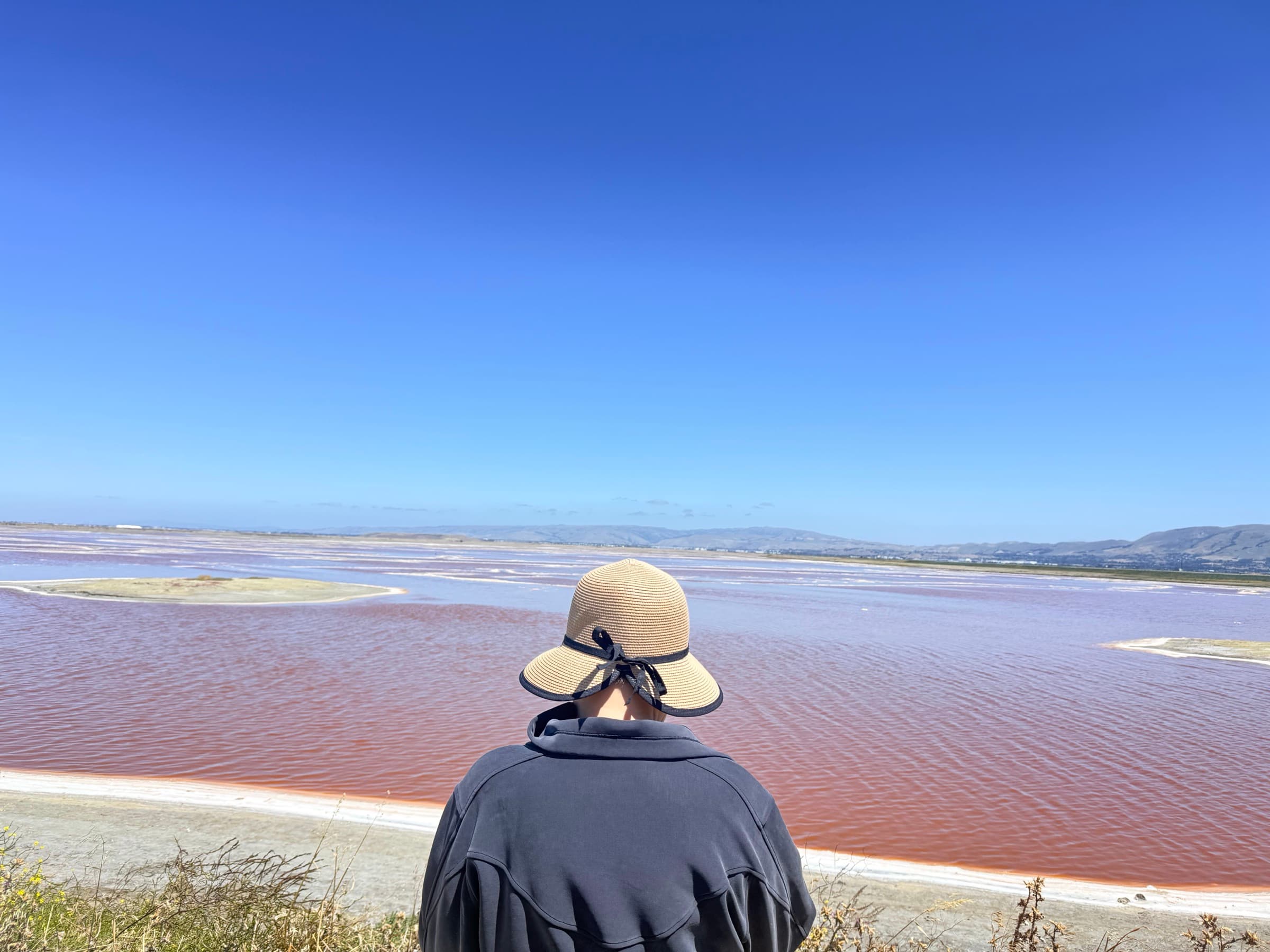 Alviso 粉色盐塘背影