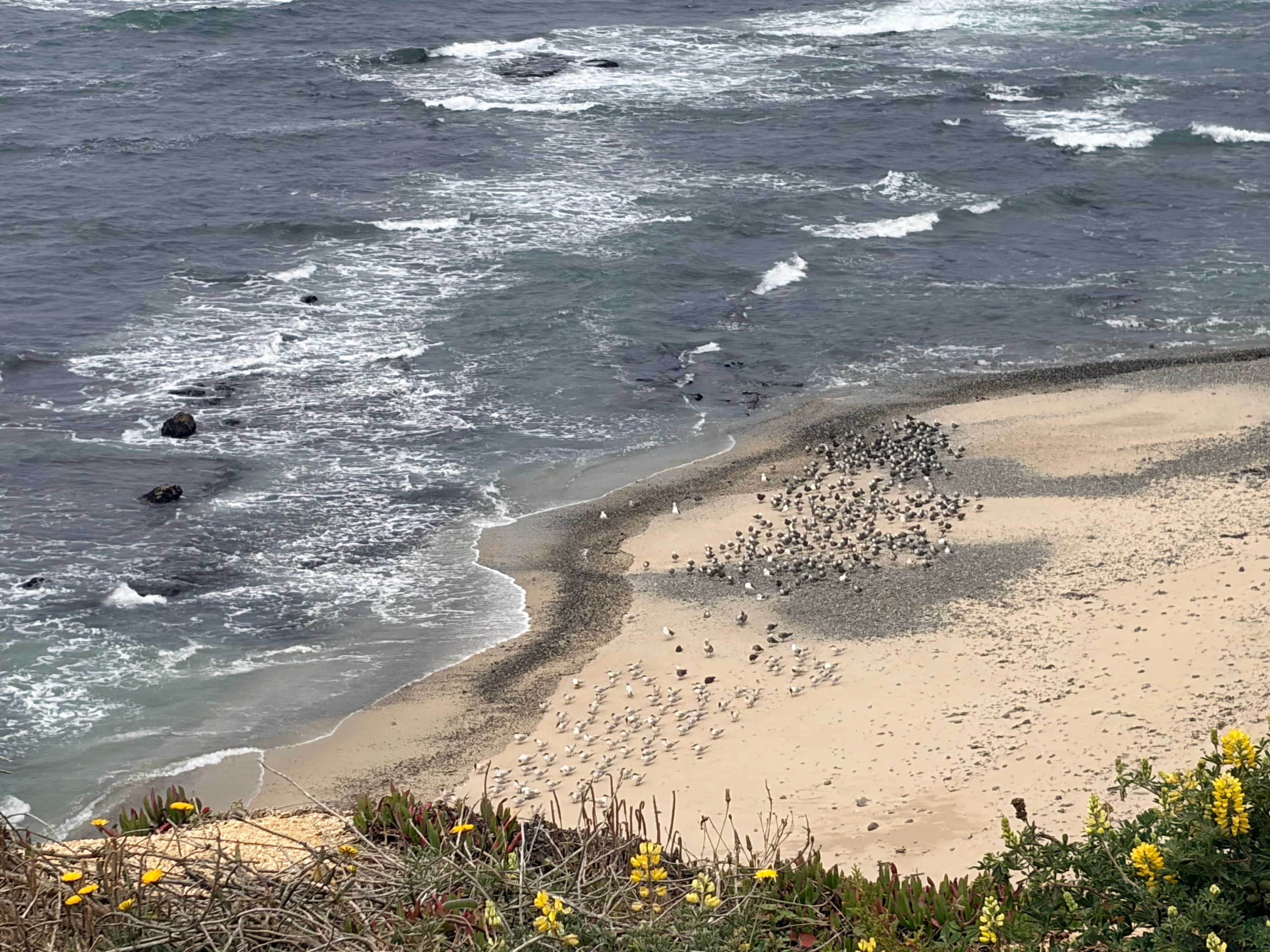 Half Moon Bay 海边沙滩上的海豹和海鸟