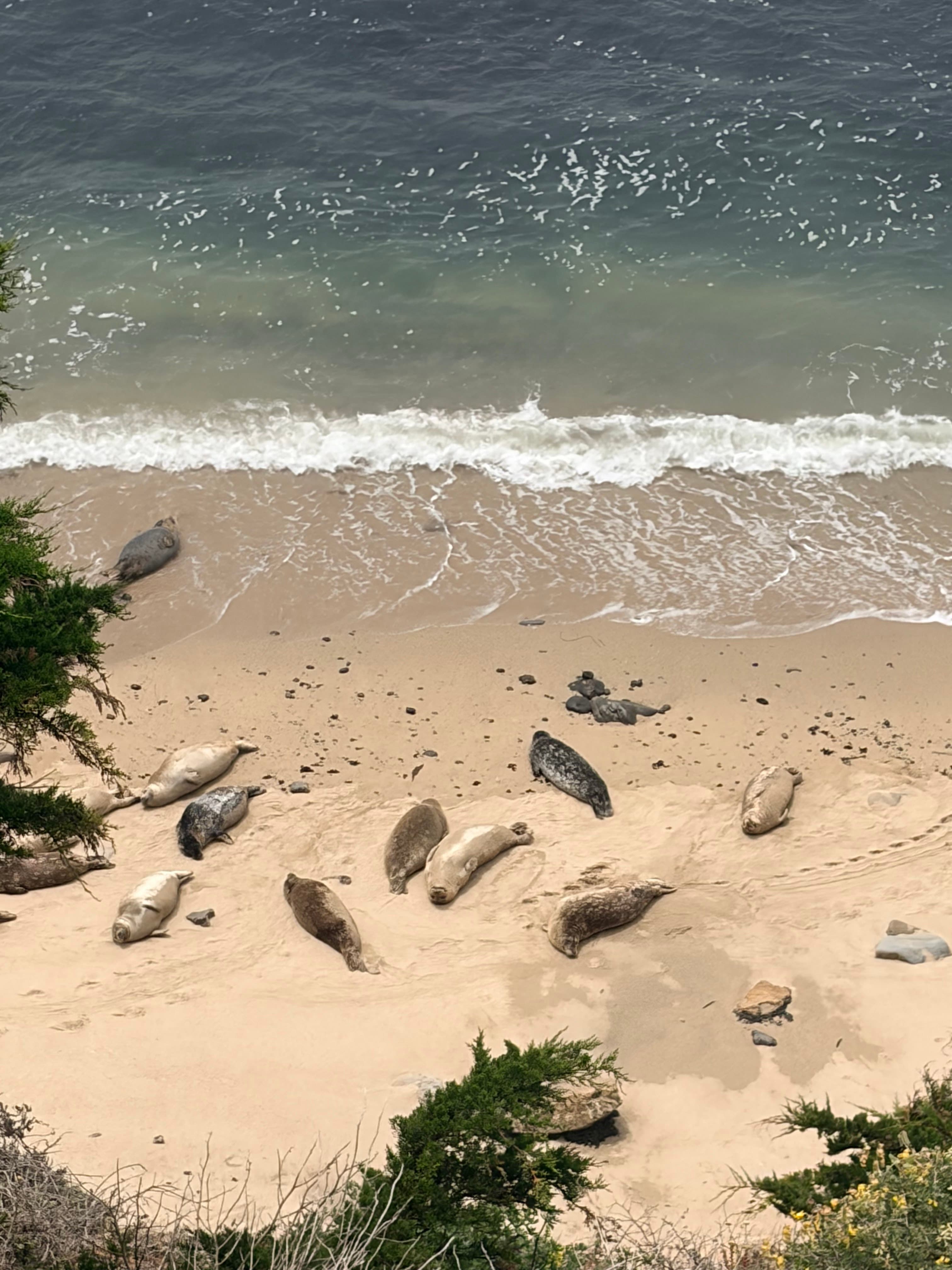 海豹在浪线旁休息