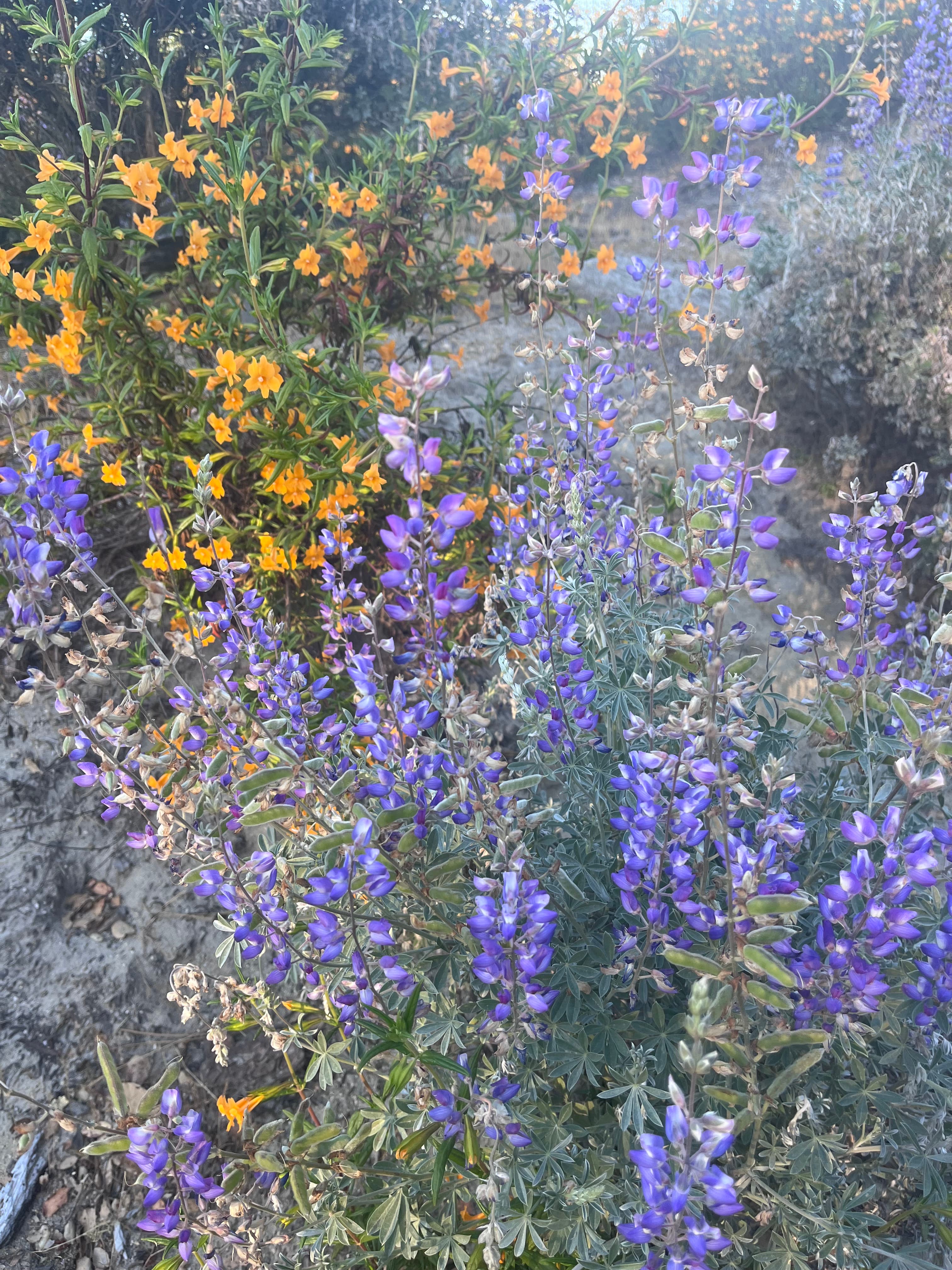 步道边野花细节