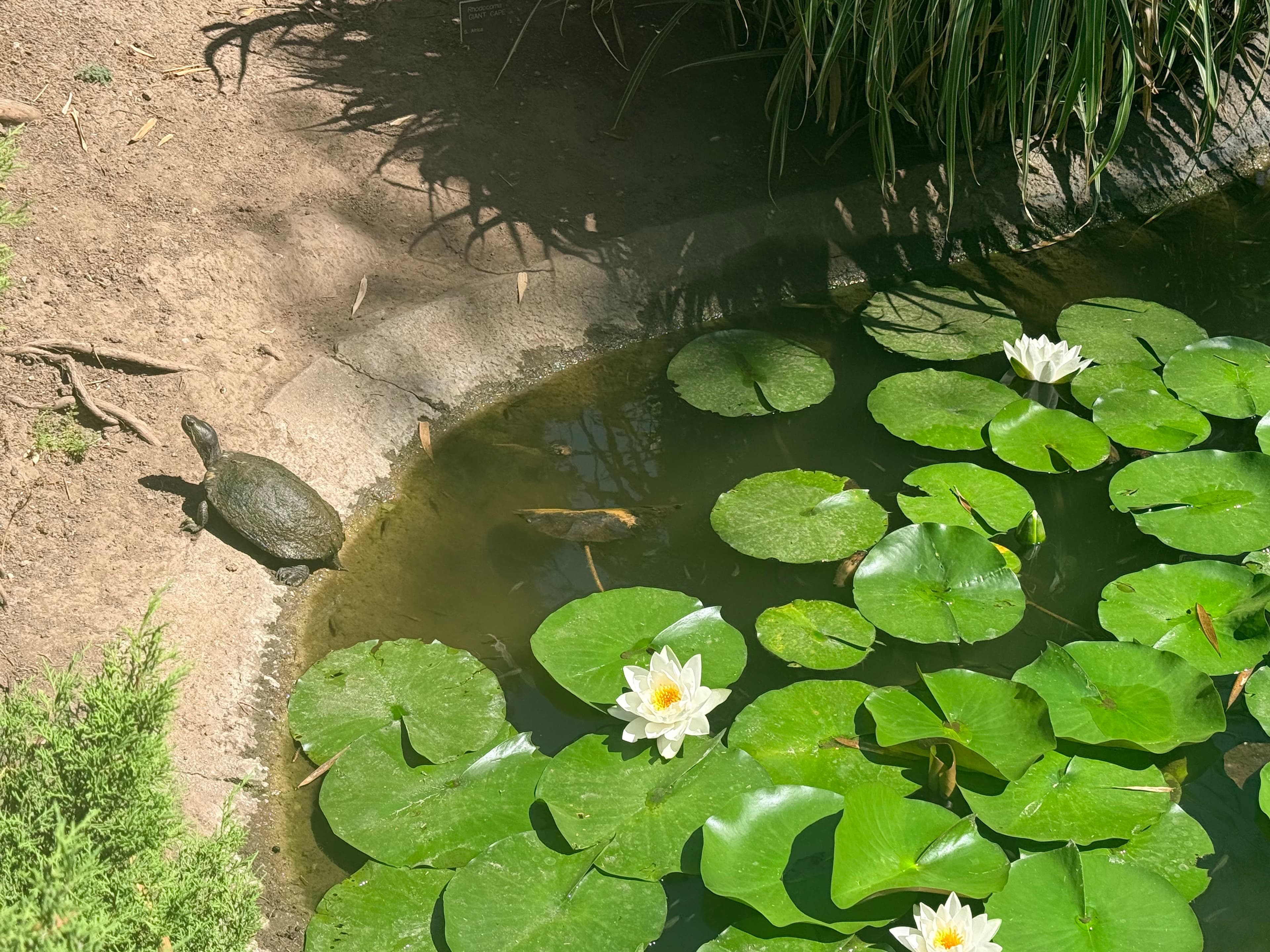 莲花池乌龟与睡莲