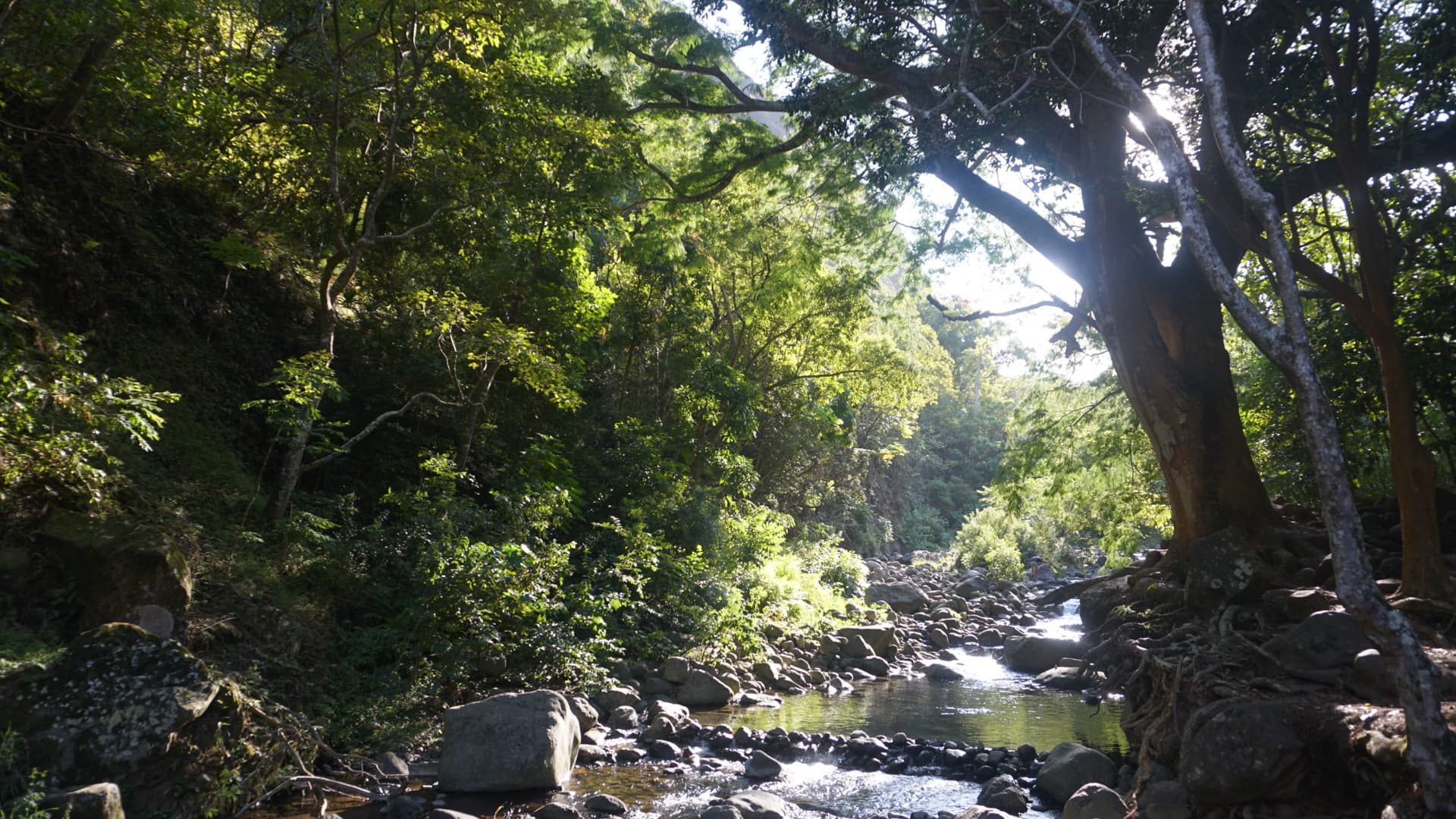 Day 6 Iao Valley
