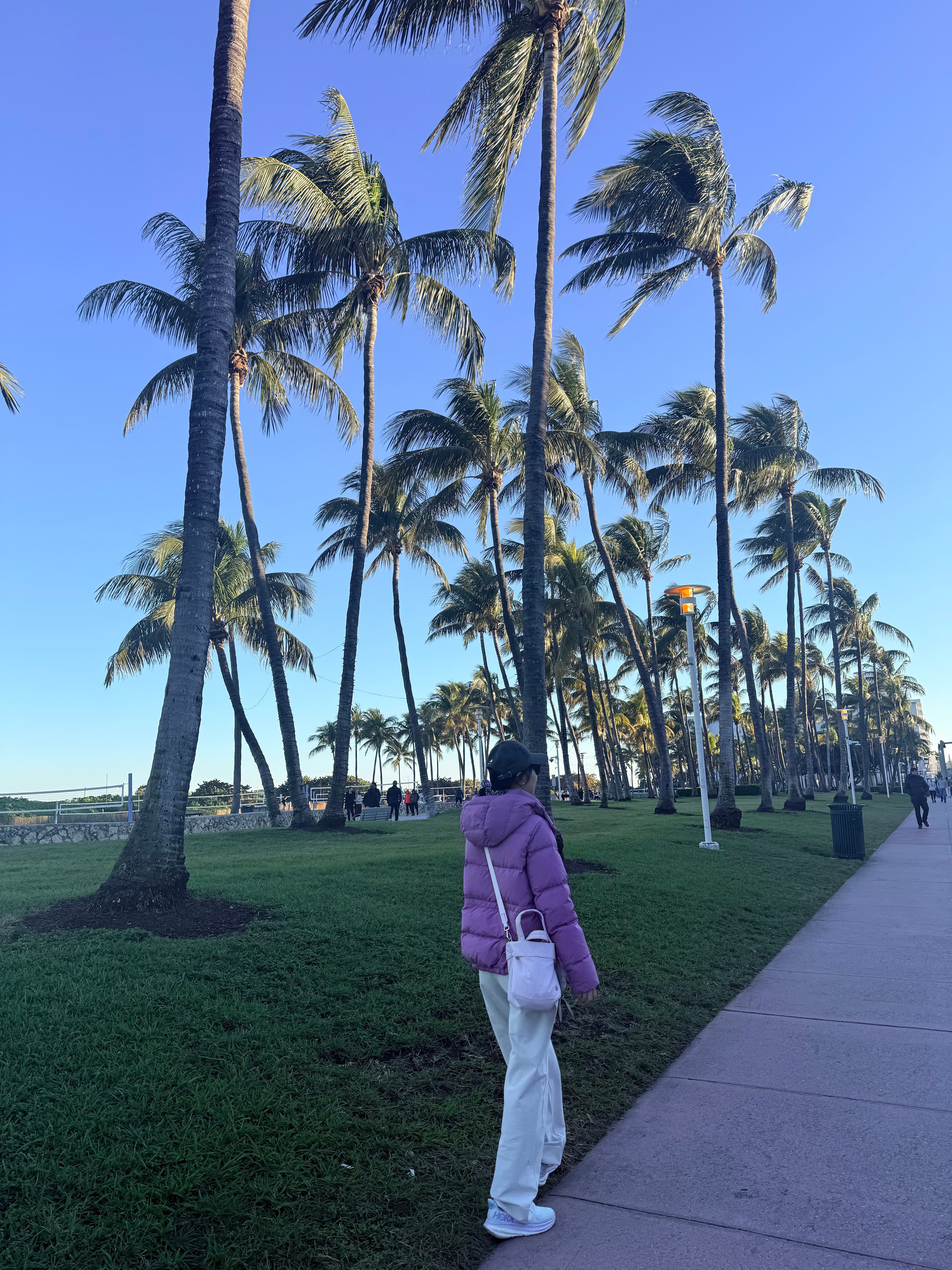 海边棕榈树步道