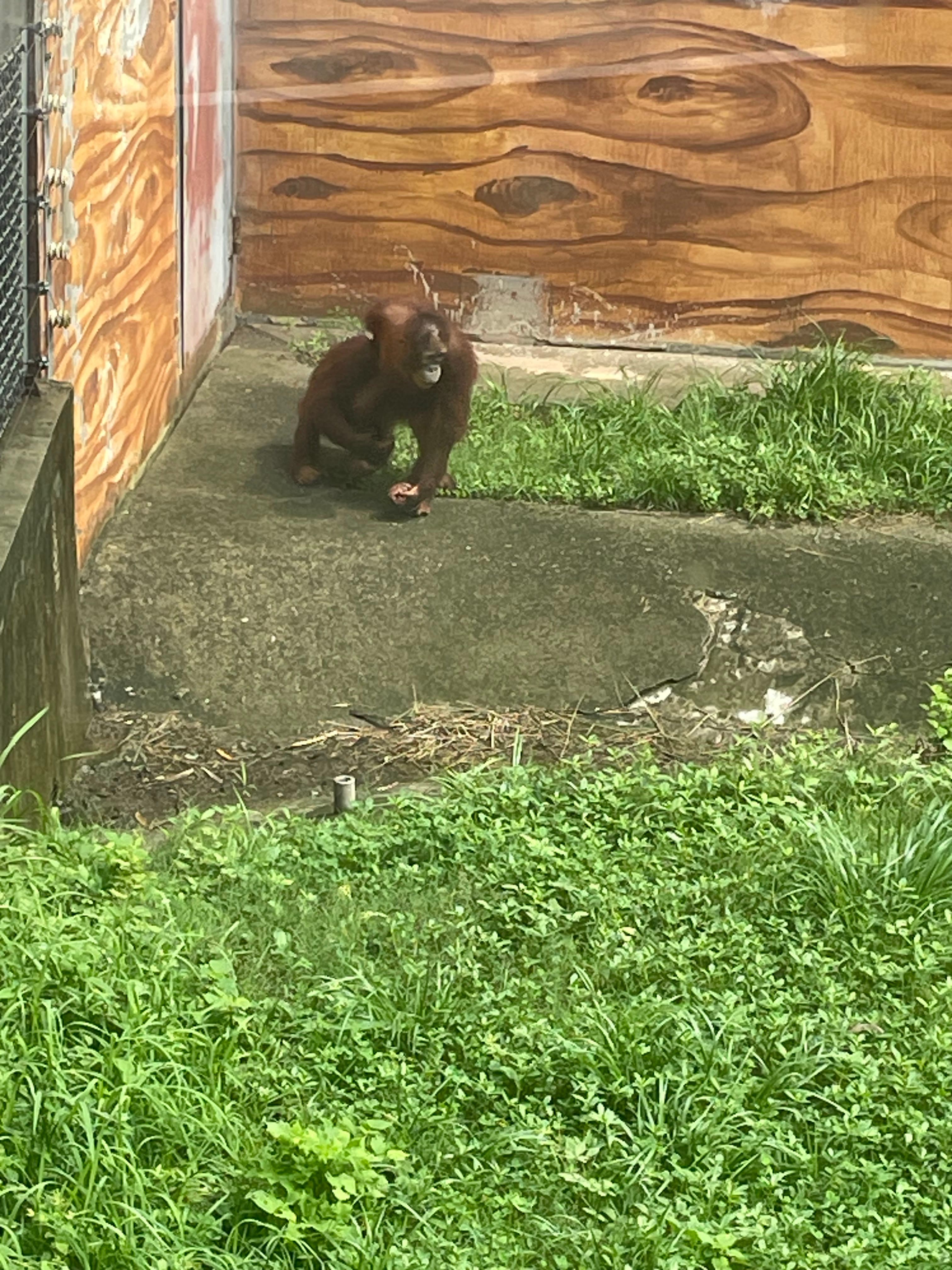 猩猩觅食
