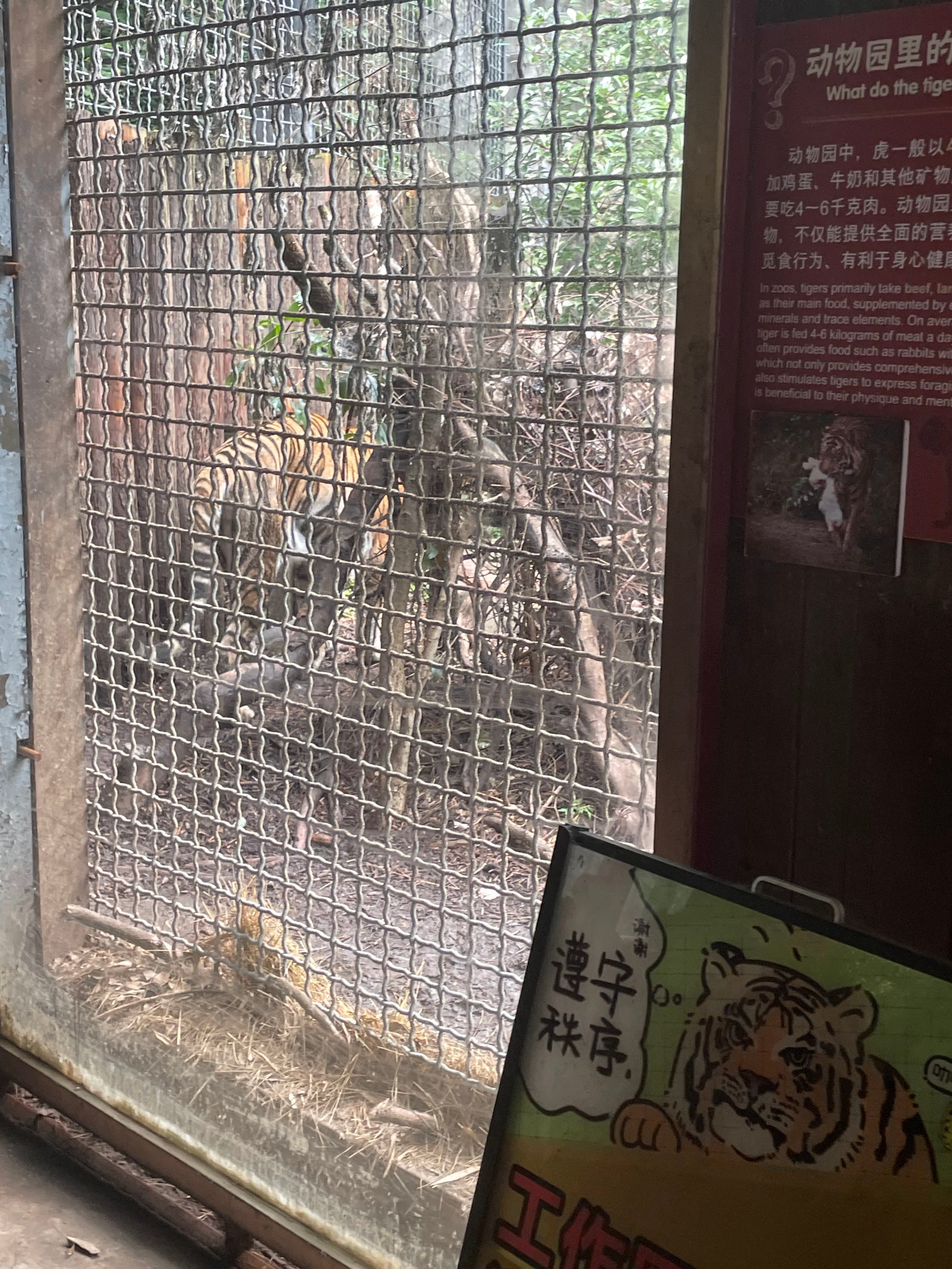 老虎