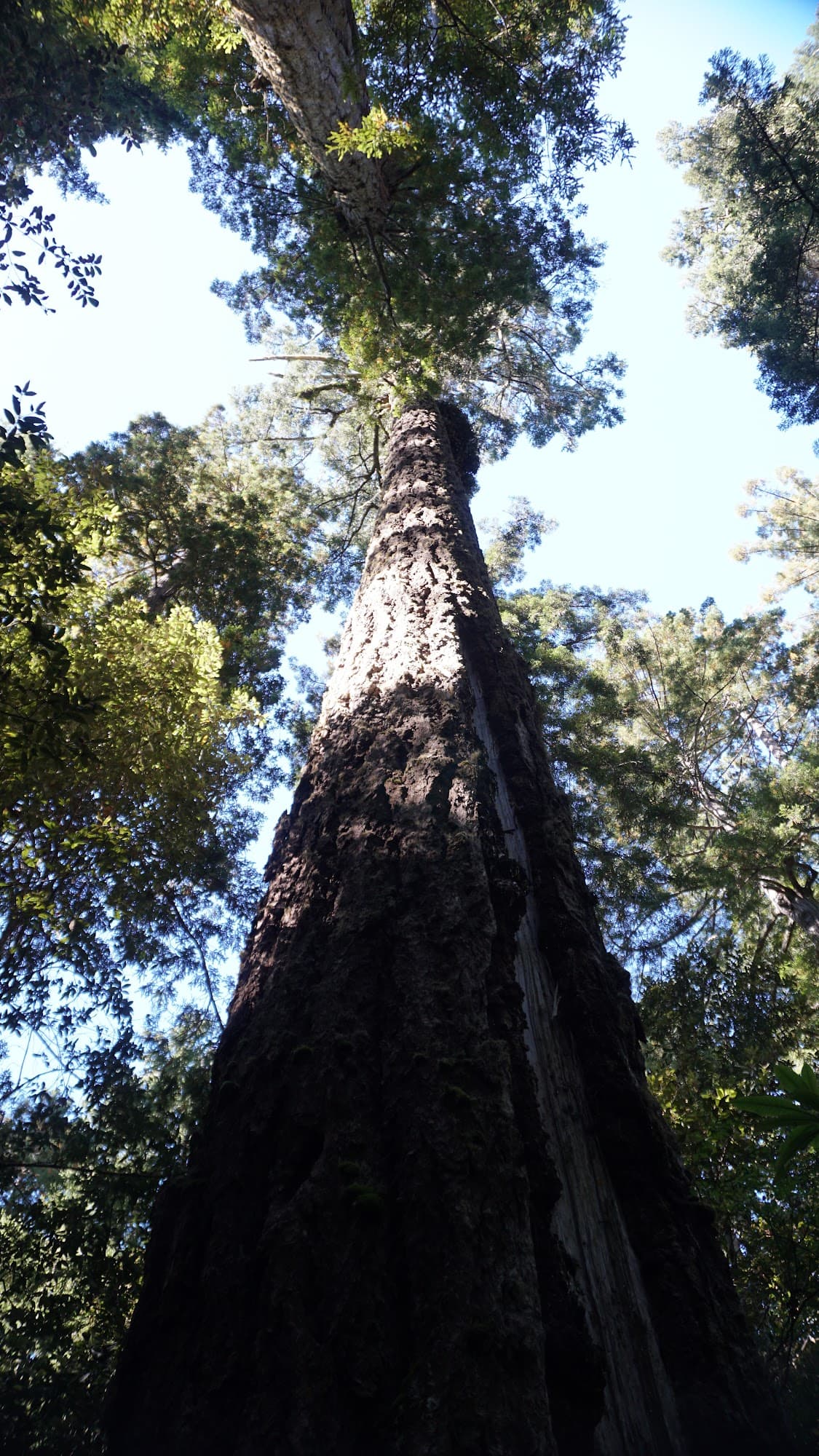Looking up at the redwoods