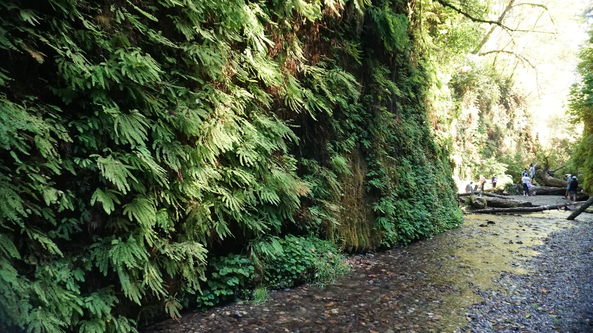 Fern Canyon's fern walls