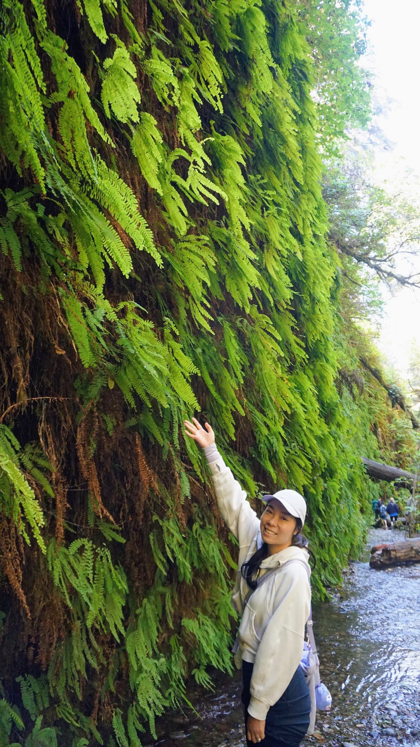 Reaching up to the fern wall