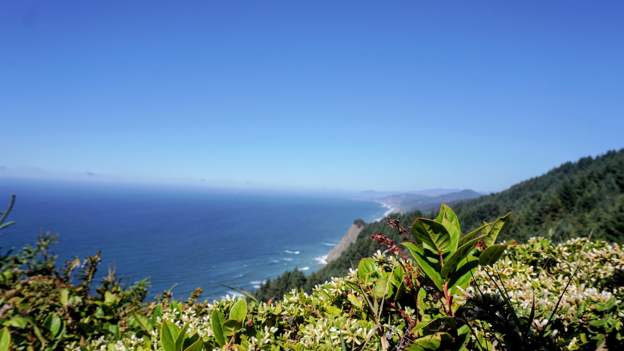 The coastline from Cape Sebastian