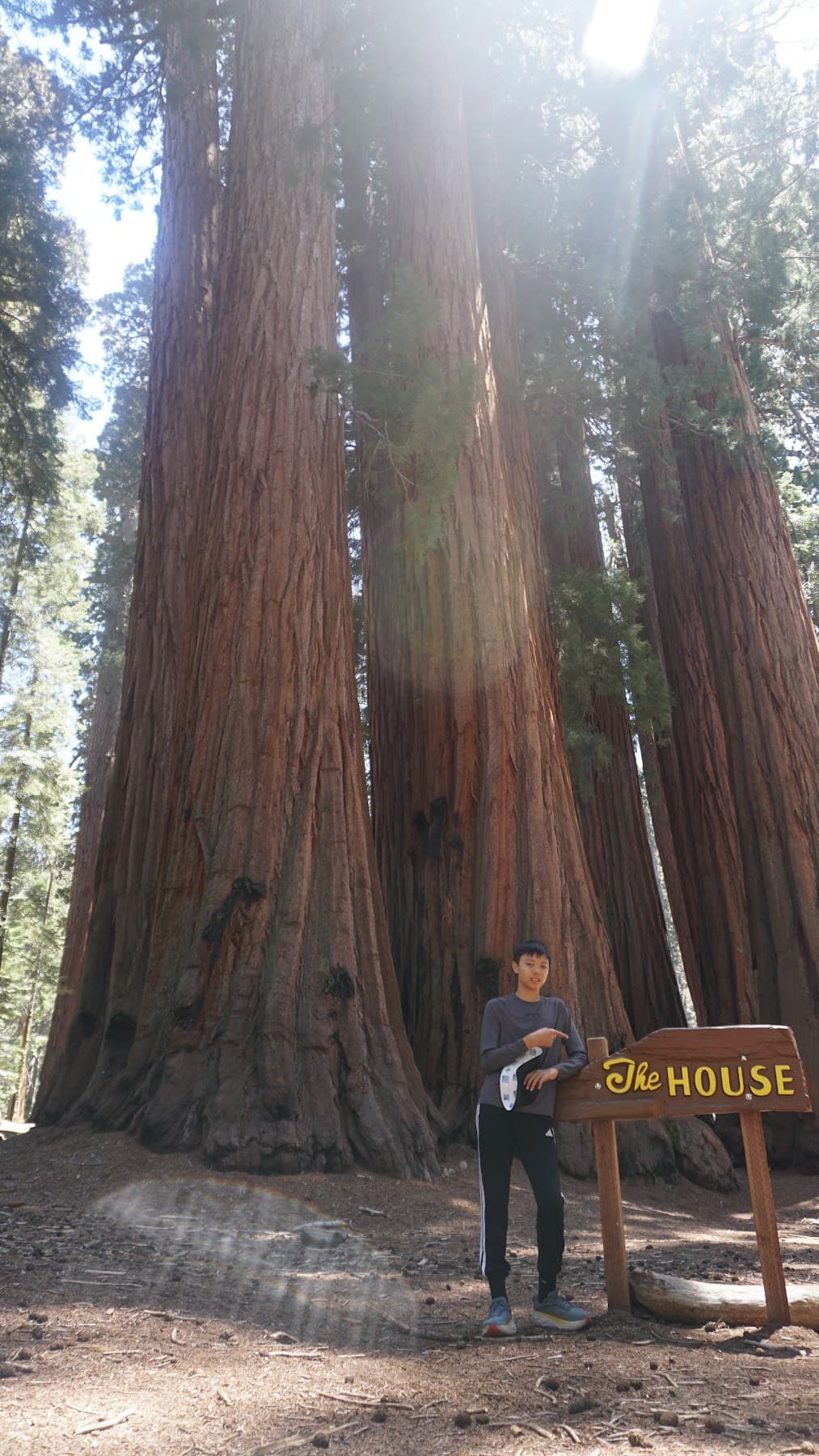 General Sherman Tree 周边巨杉