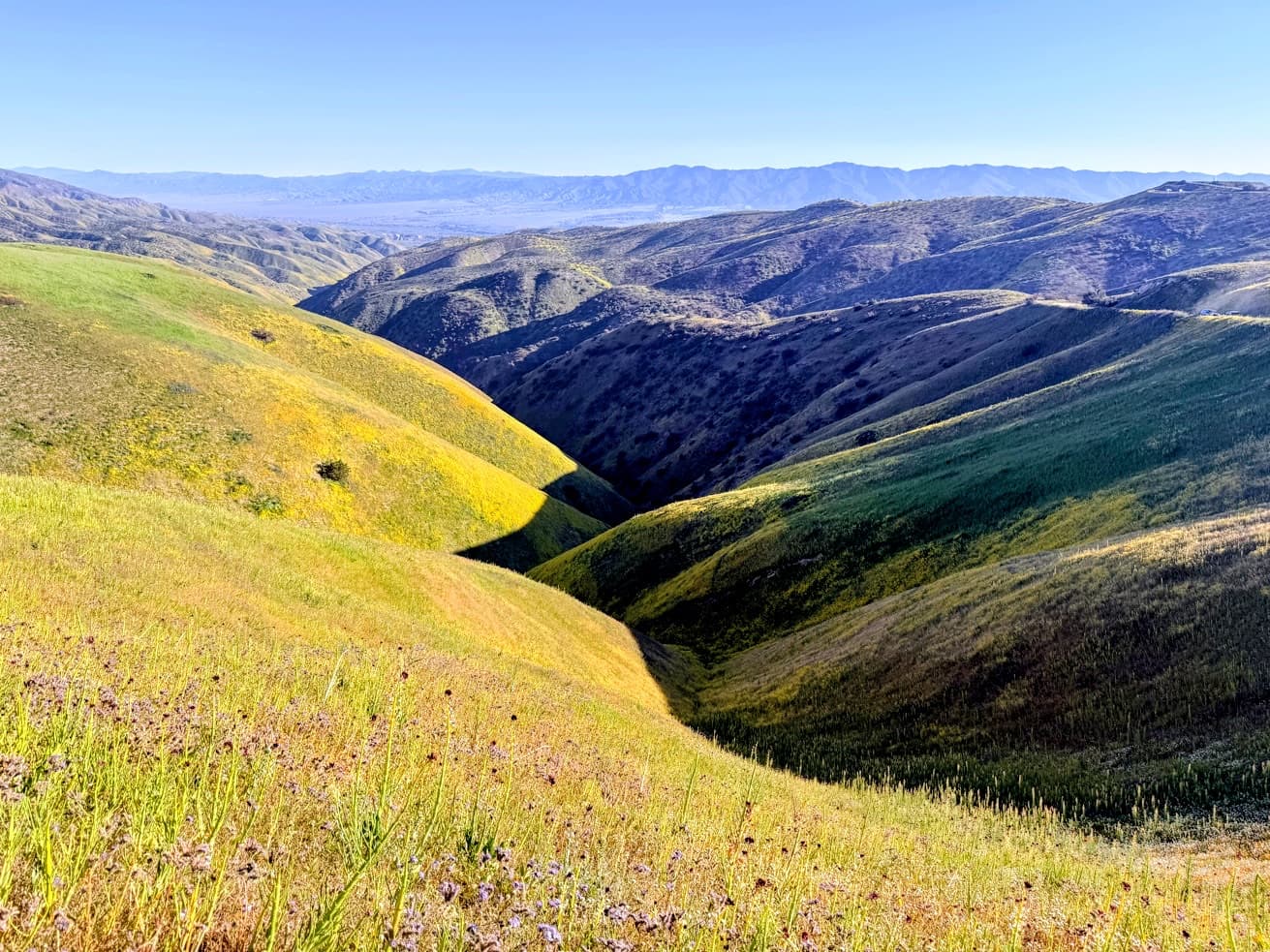 Carrizo Plain & Pas Robles 2026|说走就走的野花周末
