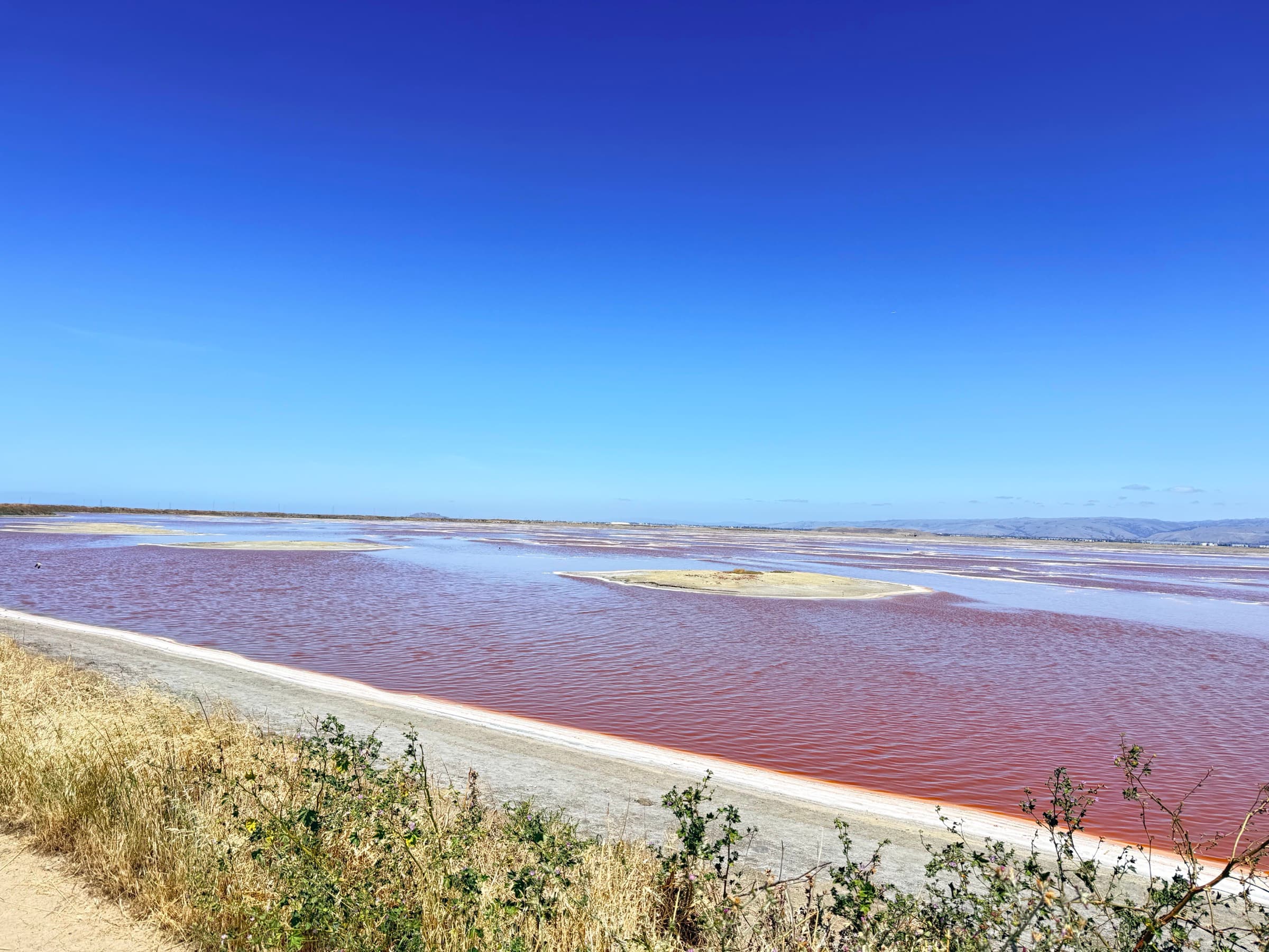 Google & Alviso 2026|从彩色园区到粉盐湖的半日游