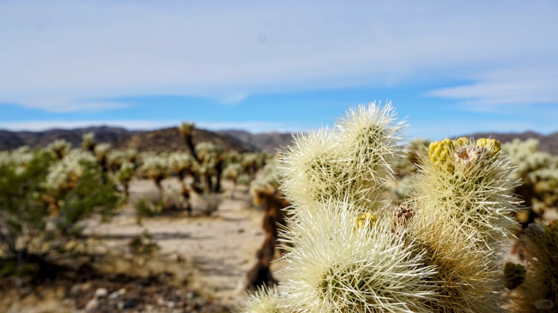 Palm Springs & Joshua Tree 2025|圣诞假期沙漠两日游