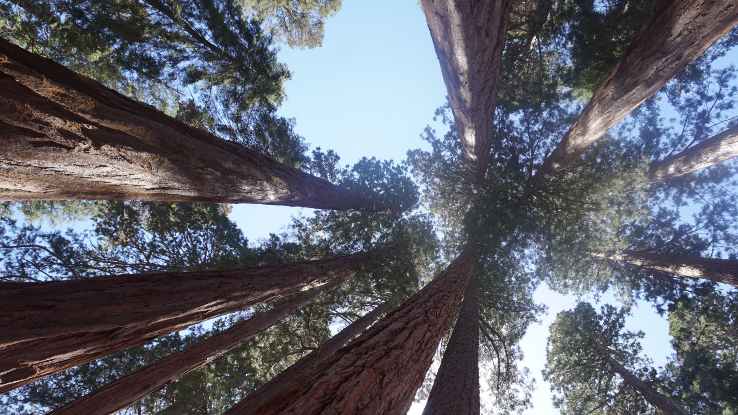 Sequoia & Kings Canyon 2026|巨杉、峡谷和路尽头的绿地